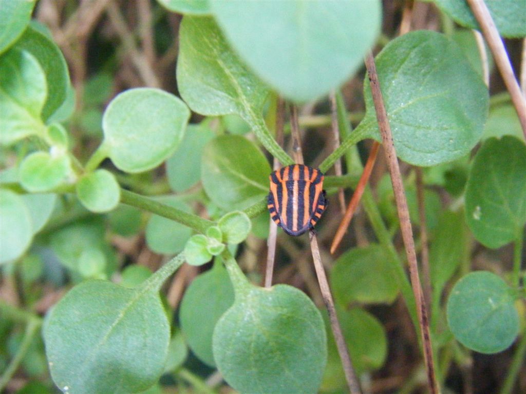 Pentatomidae: Graphosoma lin. italicum dellla Campania (NA)